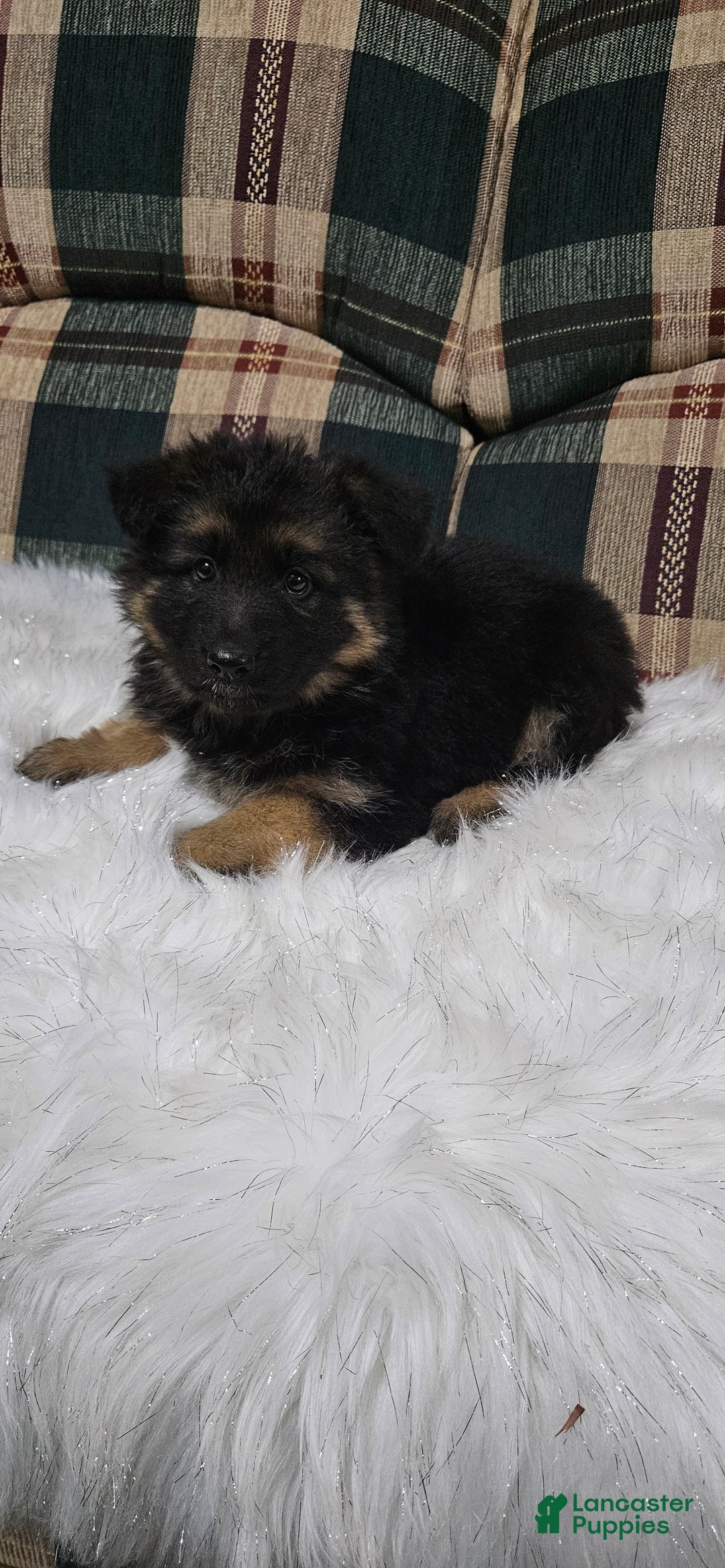 German Shepherd dogs for sale: Chloe - Ad 10