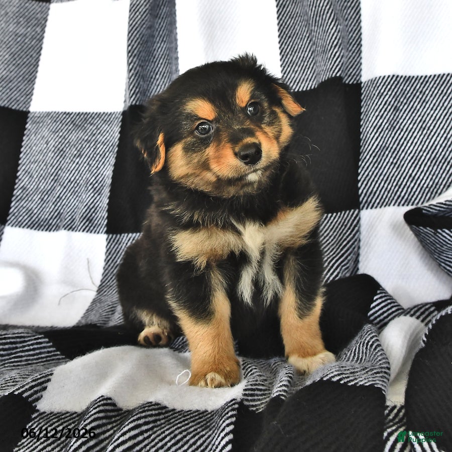 Mixed Breed dogs Grant - Ad 1
