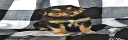 Mixed Breed dogs for sale: Grant - Ad 1