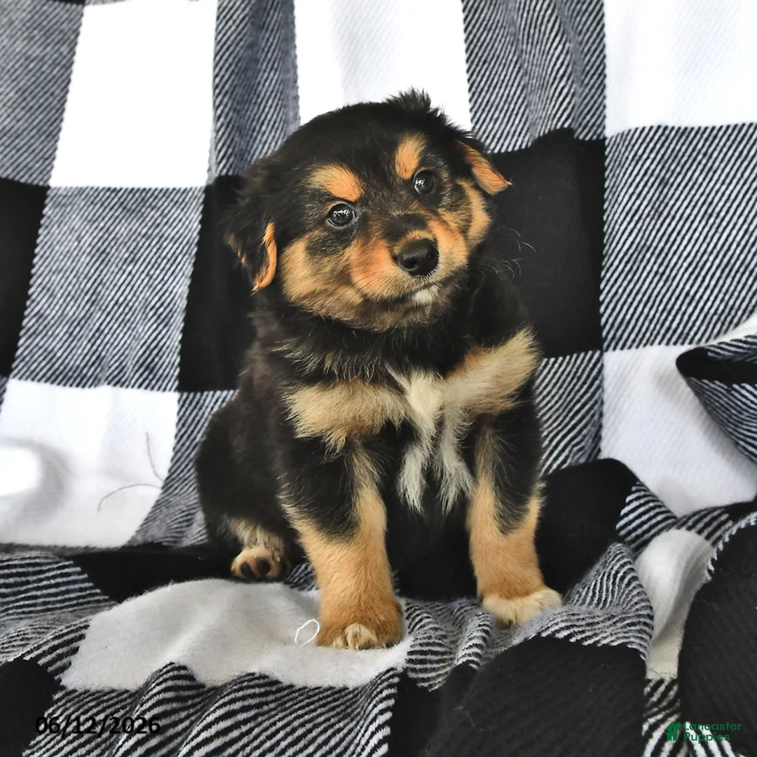 Mixed Breed dogs for sale: Grant - Ad 1