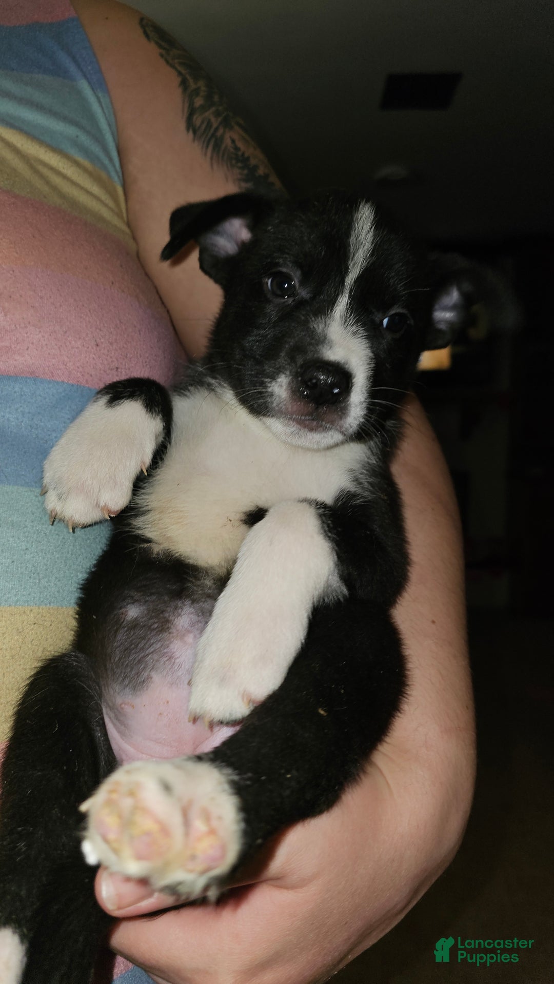 Mixed Breed dogs for sale: Layla - Ad 1