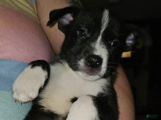 Mixed Breed dogs Layla - Ad 11