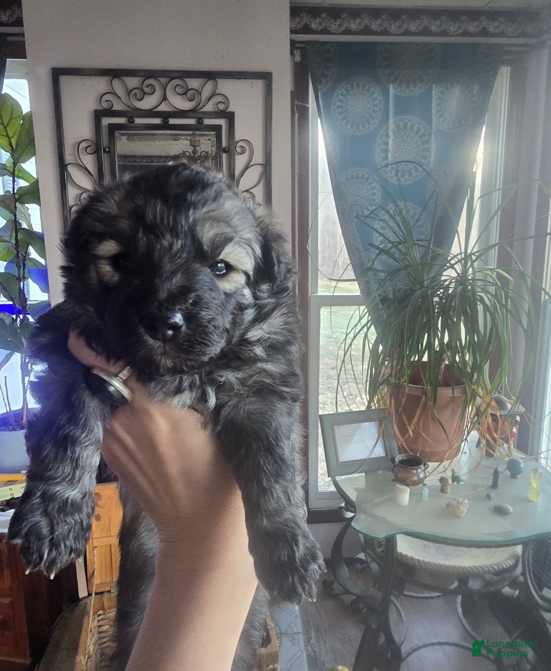 Mixed Breed dogs Eclipsa  - Ad 40