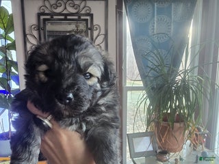 Mixed Breed dogs Eclipsa - Ad 3