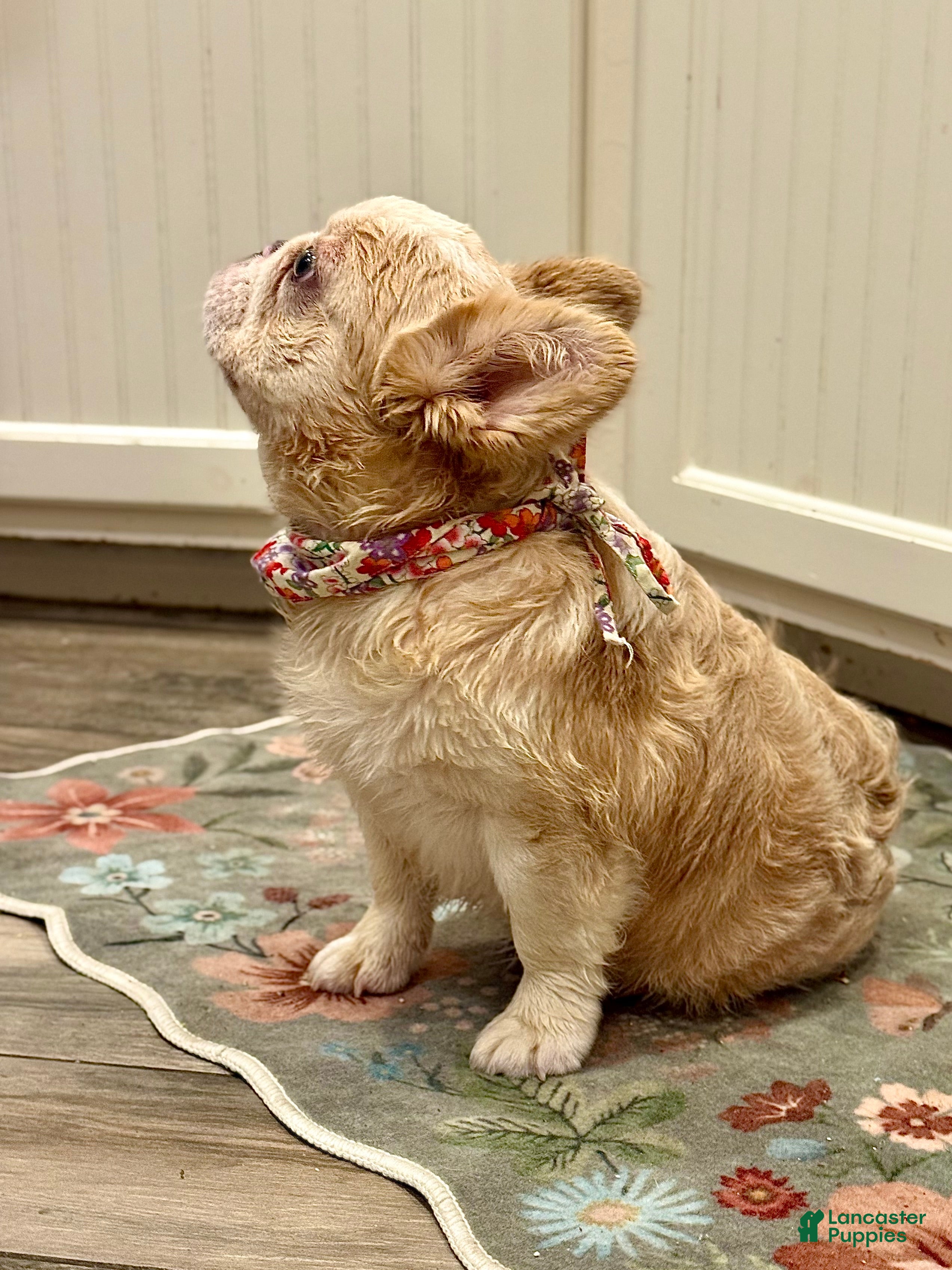 French Bulldog dogs Cream Husky Fluffy  - Ad 1