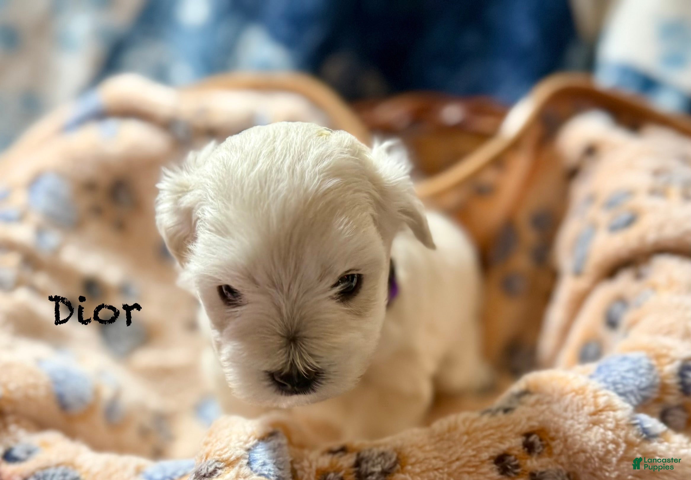 Miniature Schnauzer dogs for sale: Dior - Ad 3