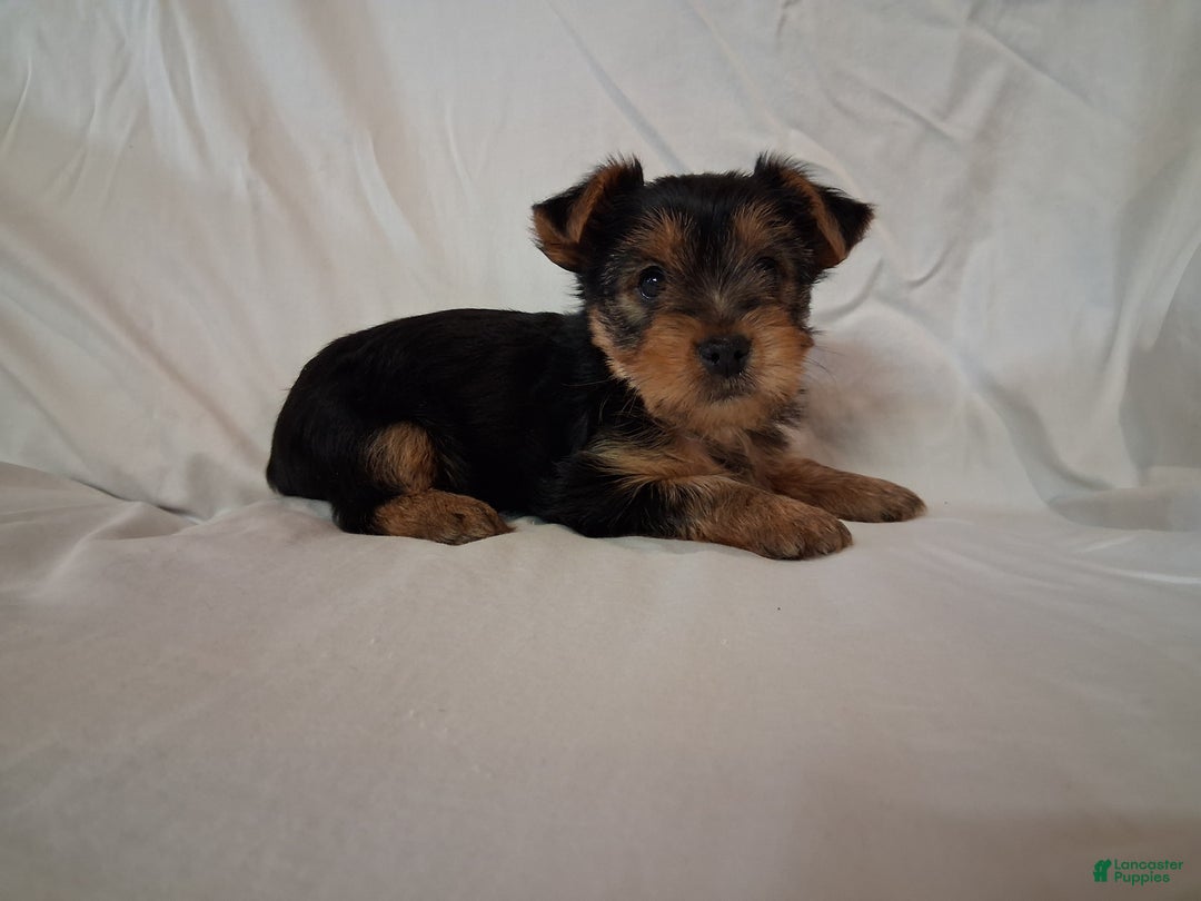 Yorkshire Terrier dogs for sale: Balto  - Ad 1
