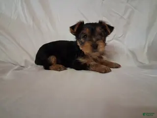Yorkshire Terrier dogs Balto - Ad 21