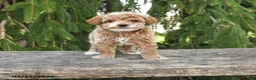 Goldendoodle dogs for sale: Max - Ad 1