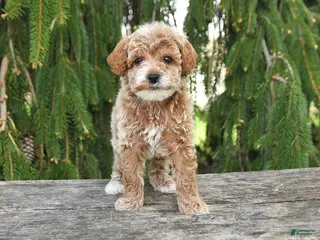 Goldendoodle dogs for sale: Max - Ad 1