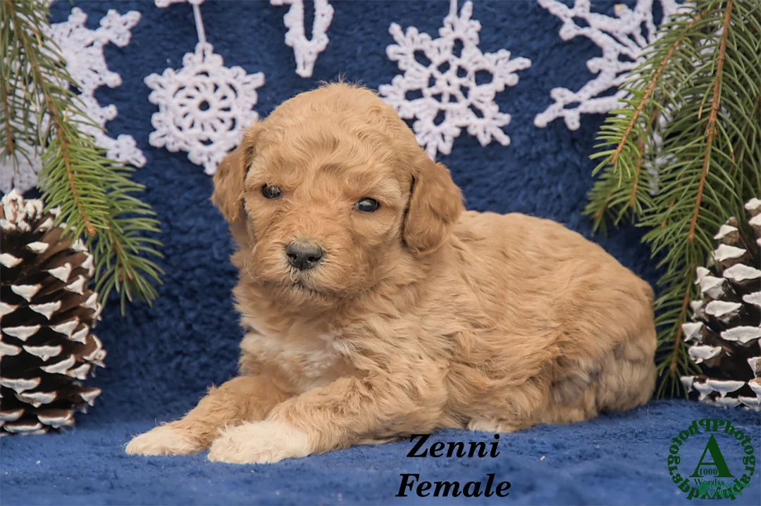 Mini Goldendoodle dogs for sale: Zenni - Ad 3