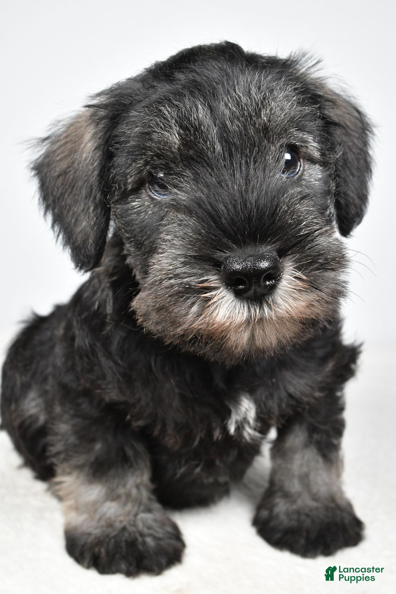 Miniature Schnauzer dogs Leo - Ad 2