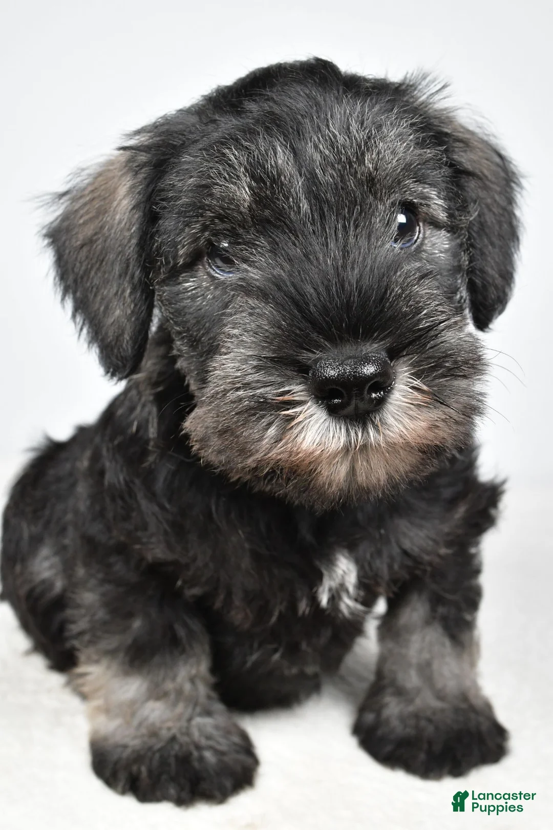 Miniature Schnauzer dogs for sale: Leo - Ad 2