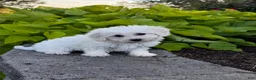 Bichon Frise dogs for sale: Bonnie  - Ad 1