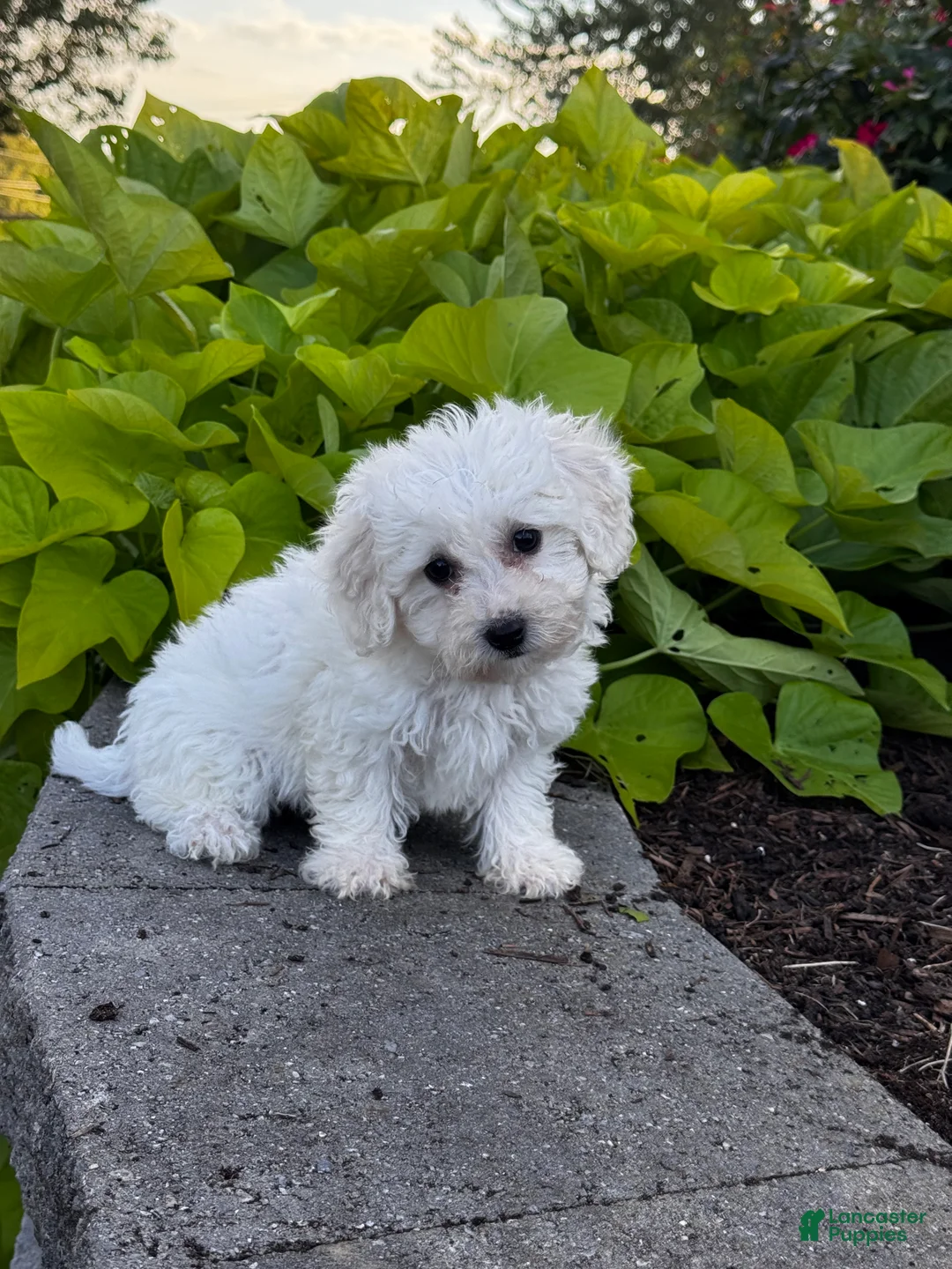 Bichon Frise dogs for sale: Bonnie  - Ad 1