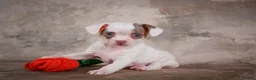 Chihuahua dogs for sale: Fiona - Ad 9