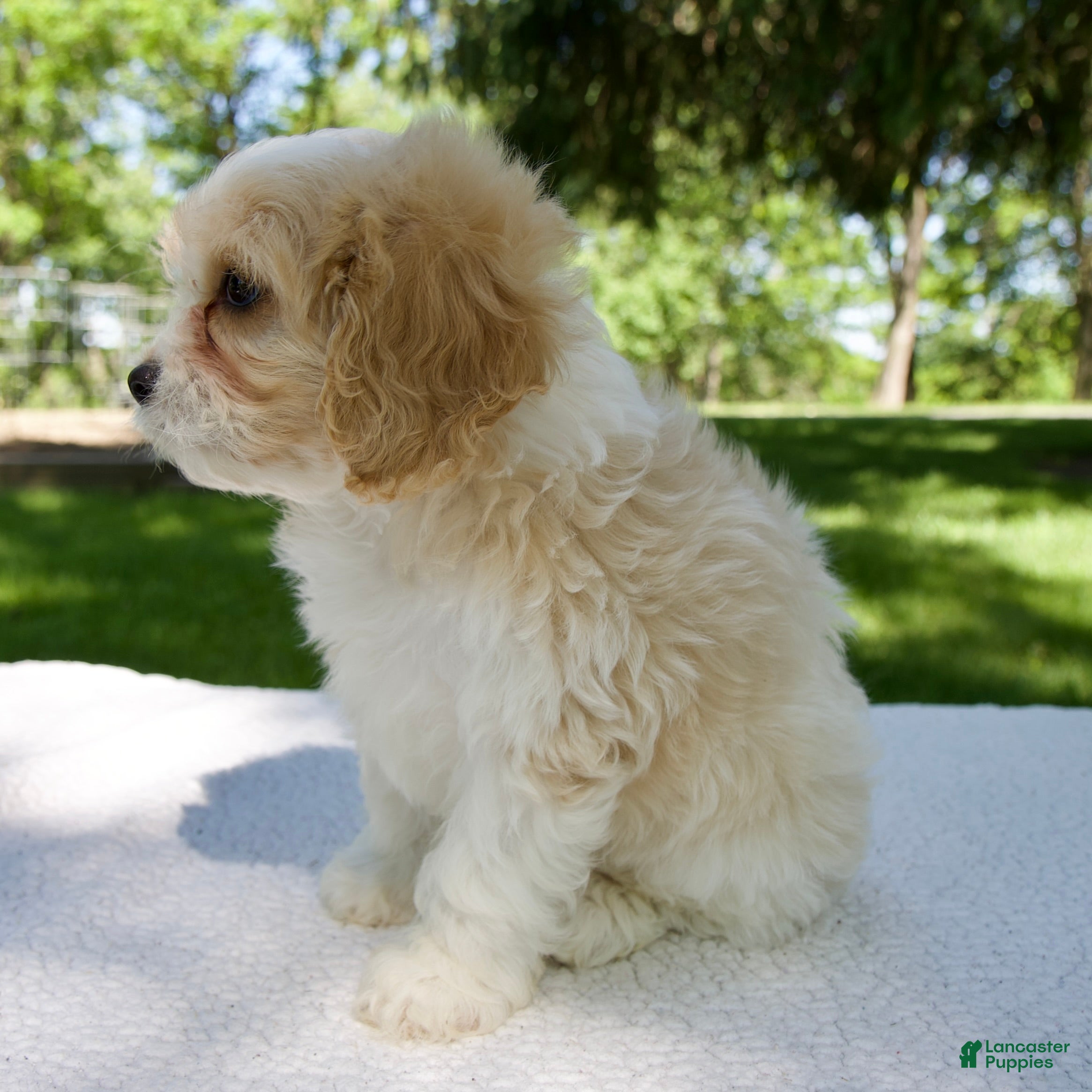 Cavapoo dogs for sale: Elvis - Ad 3
