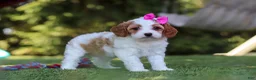 Cavapoo dogs for sale: Ophelia - Ad 4
