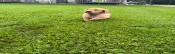 Golden Retriever dogs for sale: Meadow - Ad 3
