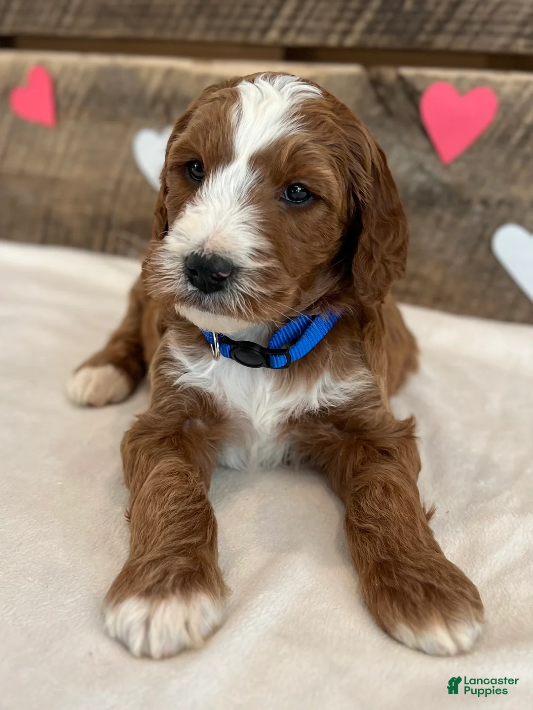 Irish Doodle dogs for sale: Murphy - Ad 12