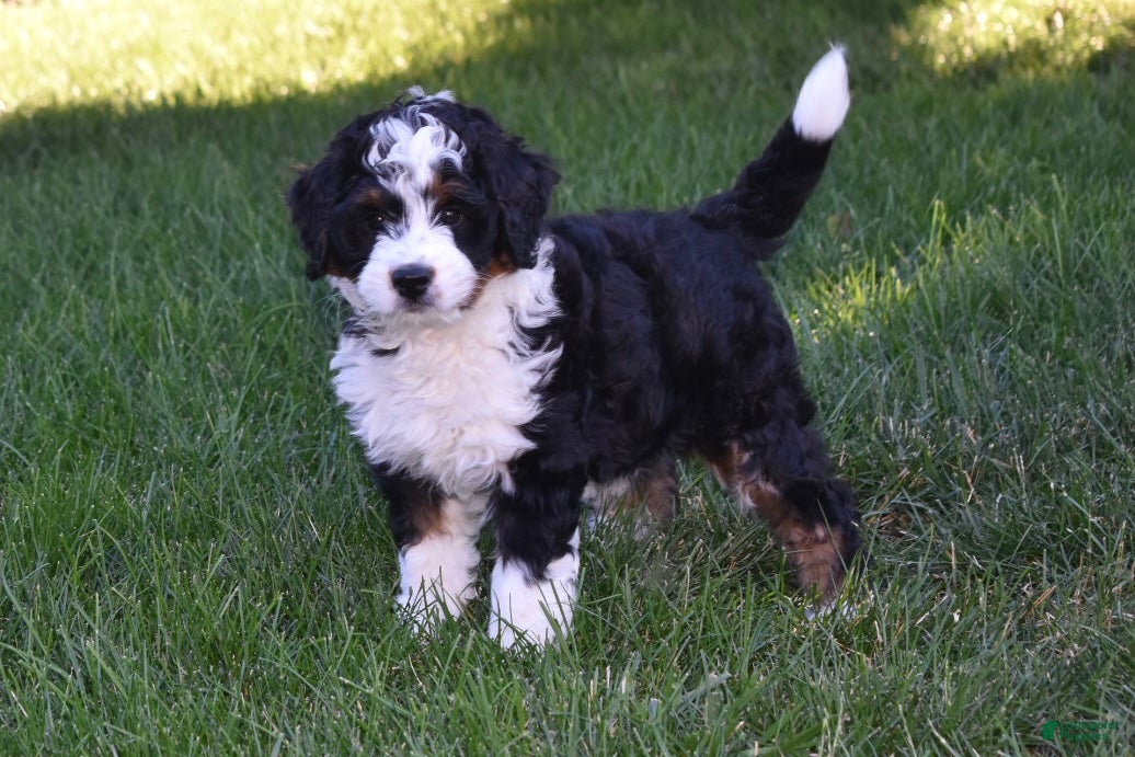 Mini Bernedoodle dogs Carly  - Ad 2