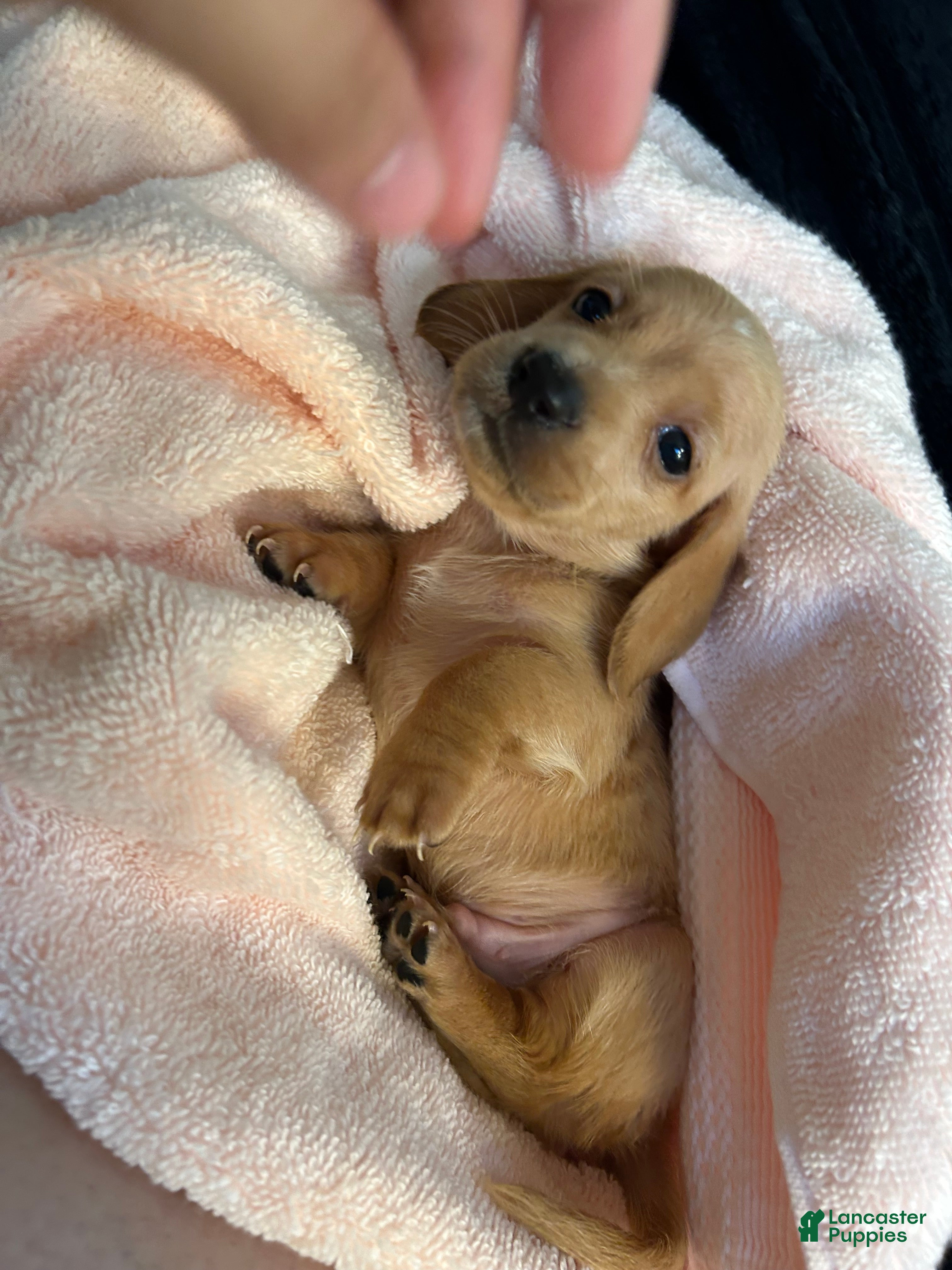 Miniature Dachshund dogs Dachshund puppy - Ad 3