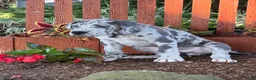 Great Dane dogs for sale: Petunia Great Dane  - Ad 8