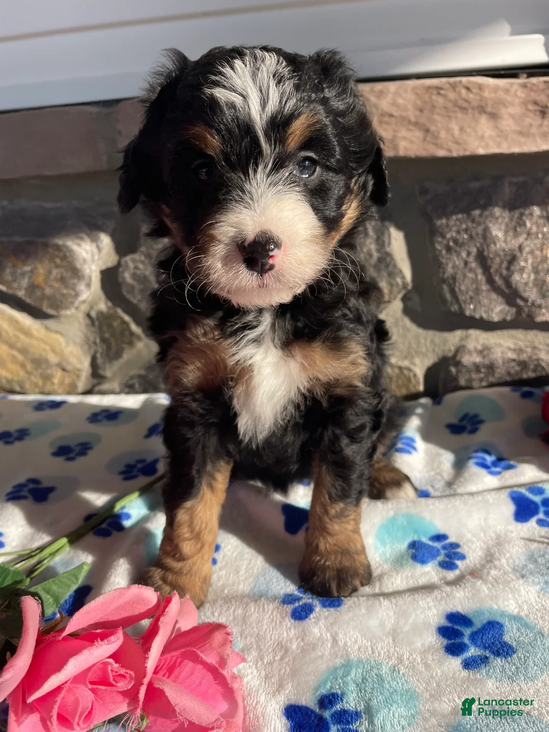 Mini Bernedoodle dogs for sale: Miley - Ad 4
