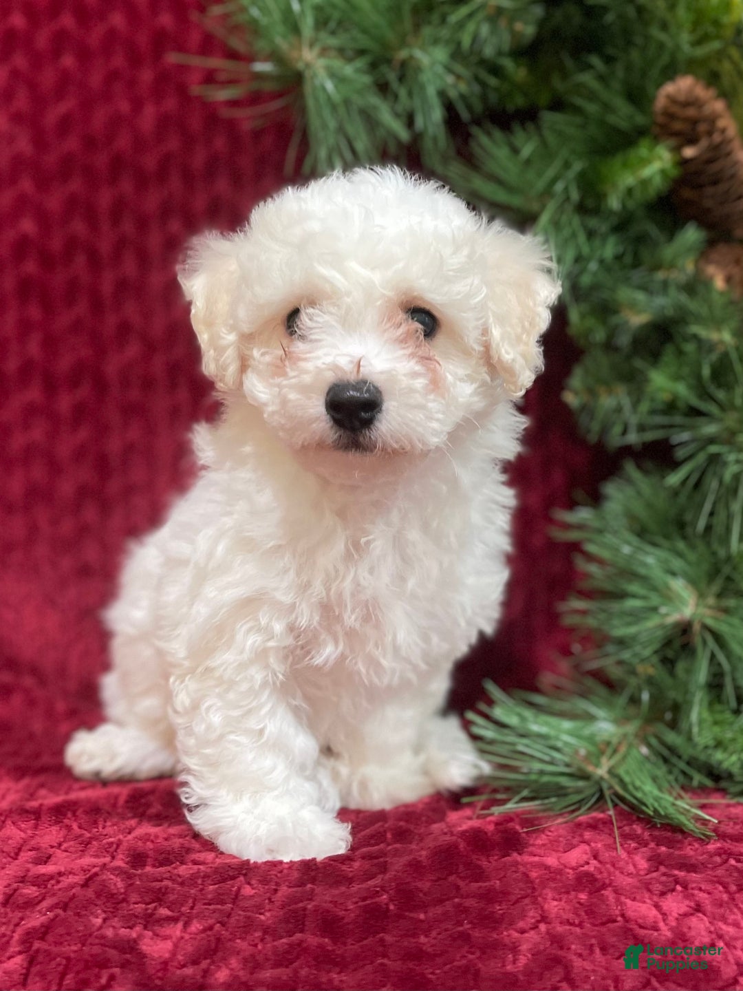 Bichon Frise dogs for sale: Ranger - Ad 1