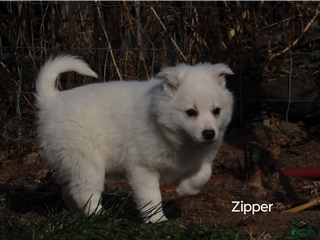 American Eskimo dogs Zipper - Ad 19