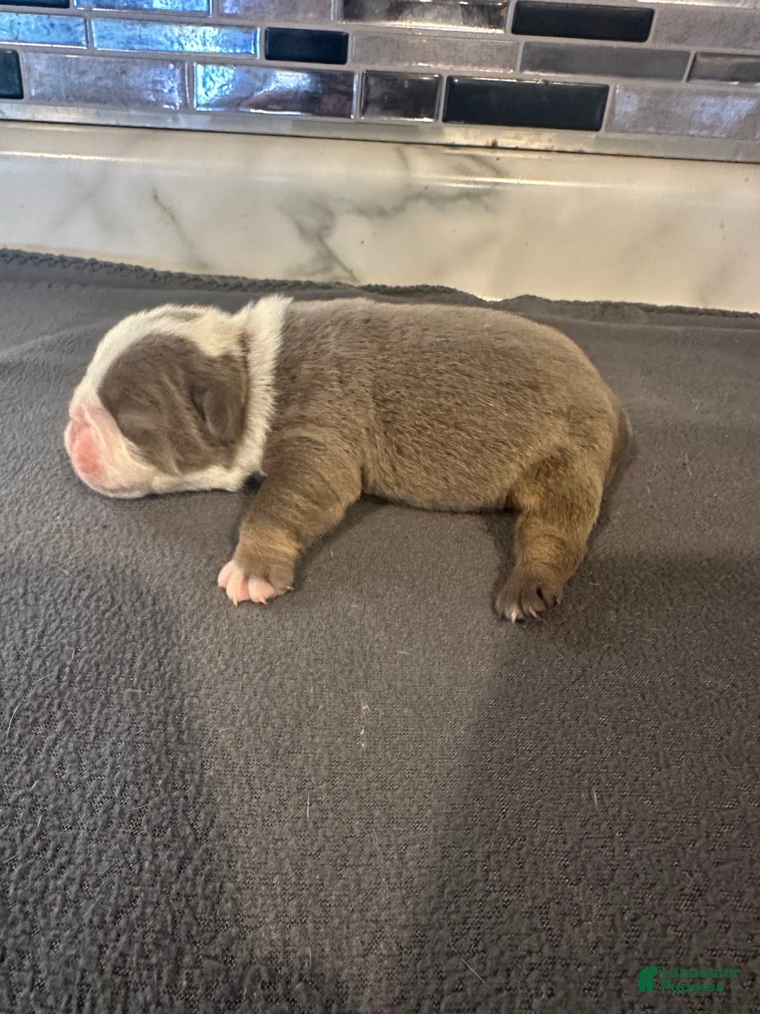 English Bulldog dogs for sale: Lilac and White Male - Ad 6