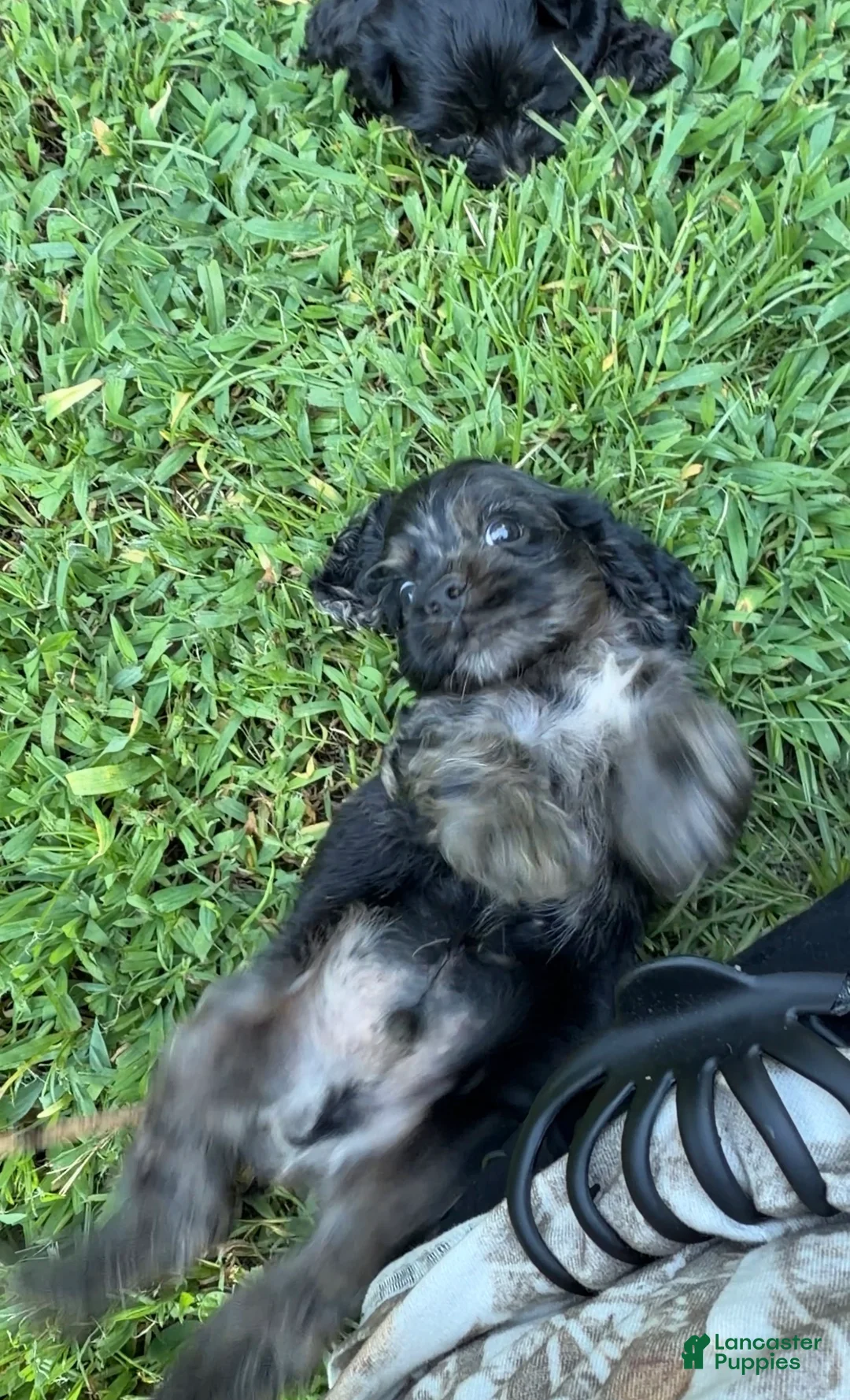 Cocker Spaniel dogs for sale: Cocker Spaniel 1 - Ad 1