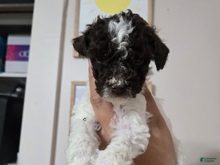 Mini Goldendoodle dogs - Ad 1