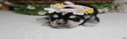 Siberian Husky dogs for sale: Kira  - Ad 9
