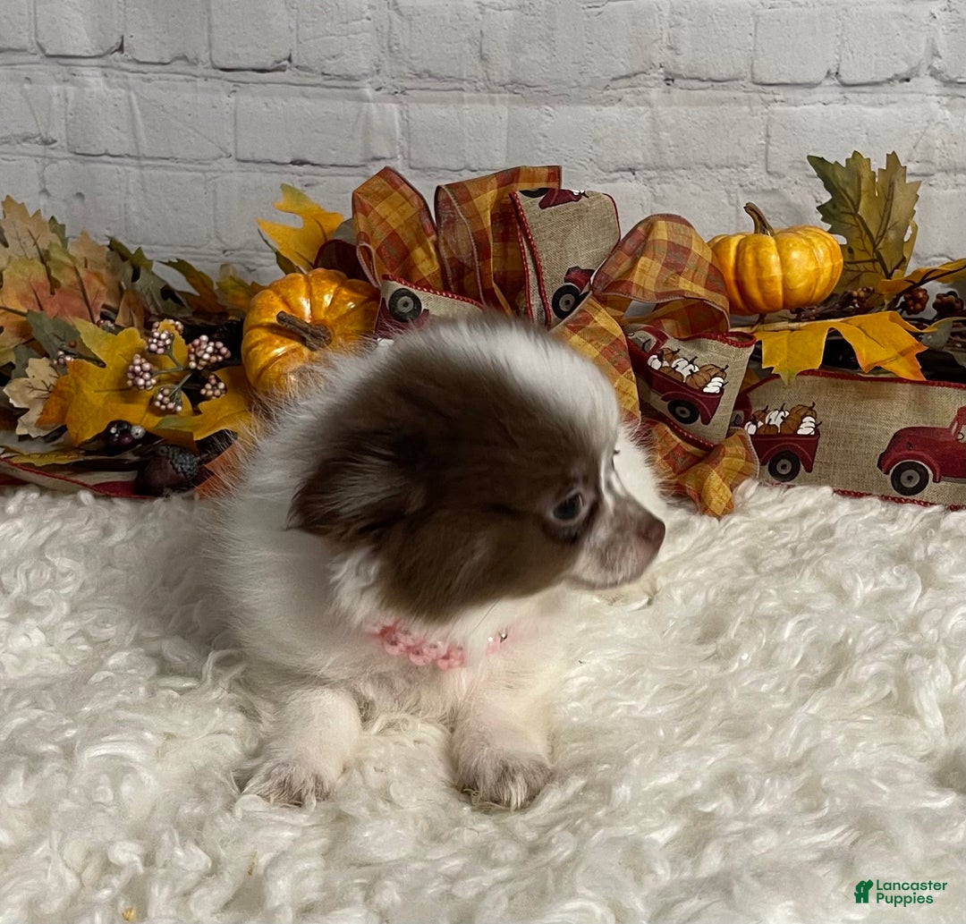 Chihuahua dogs for sale: Chihuahua Puppy 2 - Ad 4