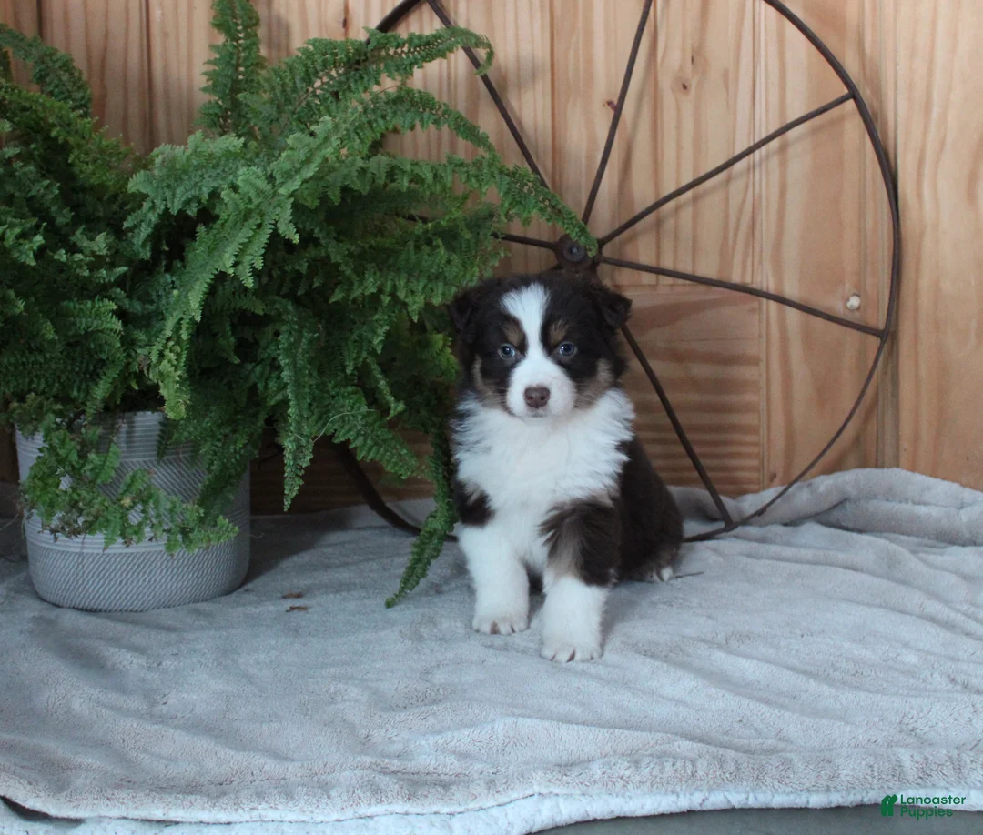 Australian Shepherd dogs for sale: Bertha - Ad 1