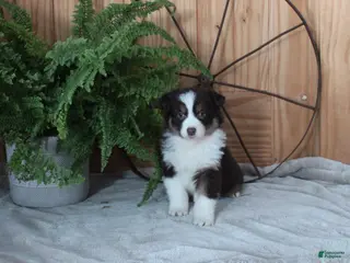 Australian Shepherd dogs Bertha - Ad 22