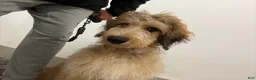 Double Doodle dogs for sale: Enzo- Doodle mix Puppy - Ad 15