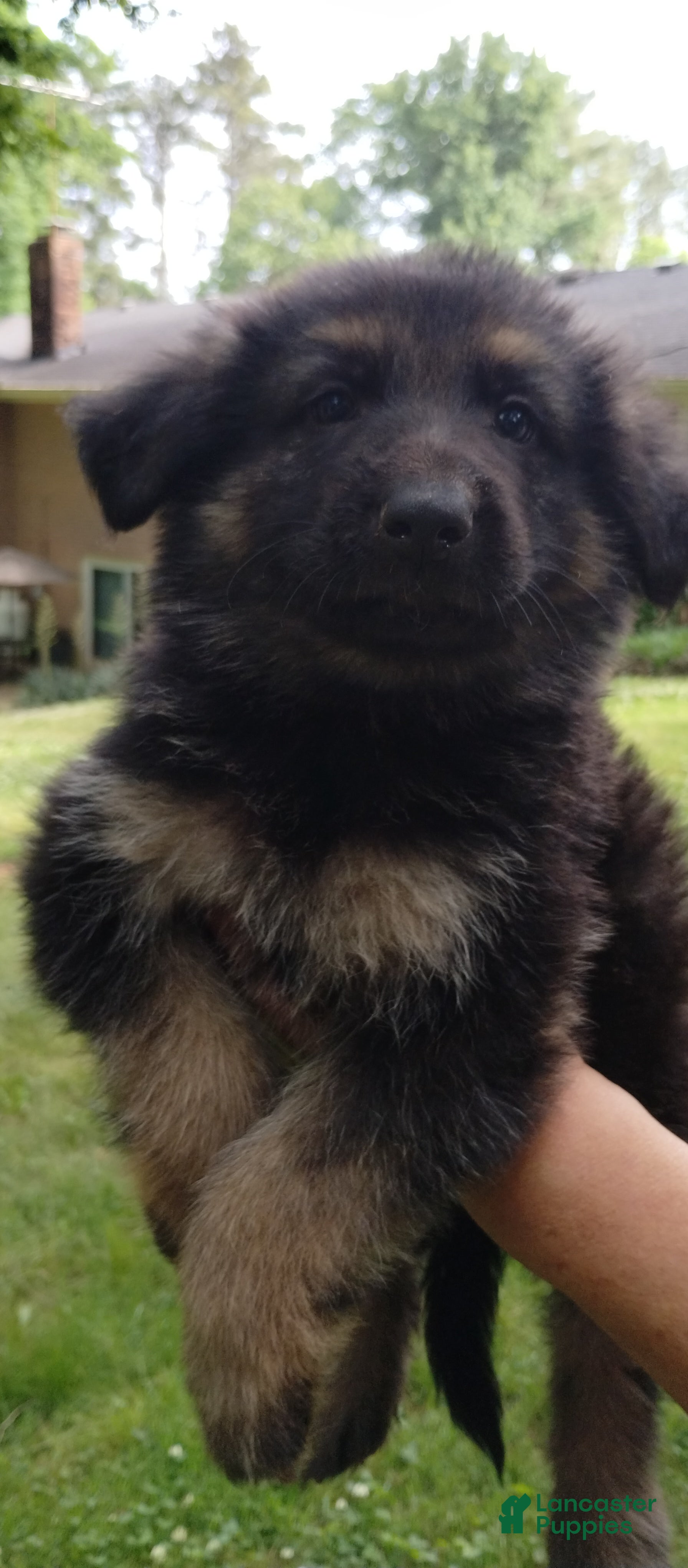 German Shepherd dogs German Shepherd Puppy 4 - Ad 39