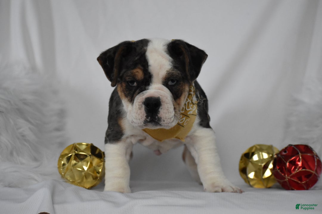 Mixed Breed dogs for sale: Wrangler - Ad 8