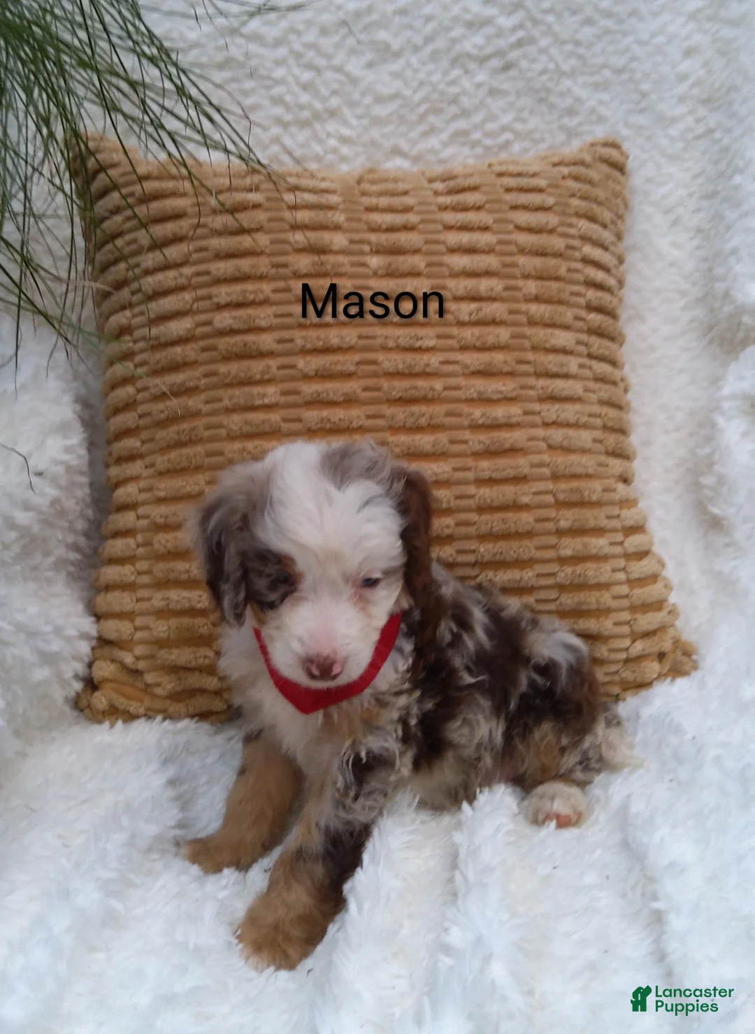 Mini Bernedoodle dogs for sale: Mason  - Ad 2