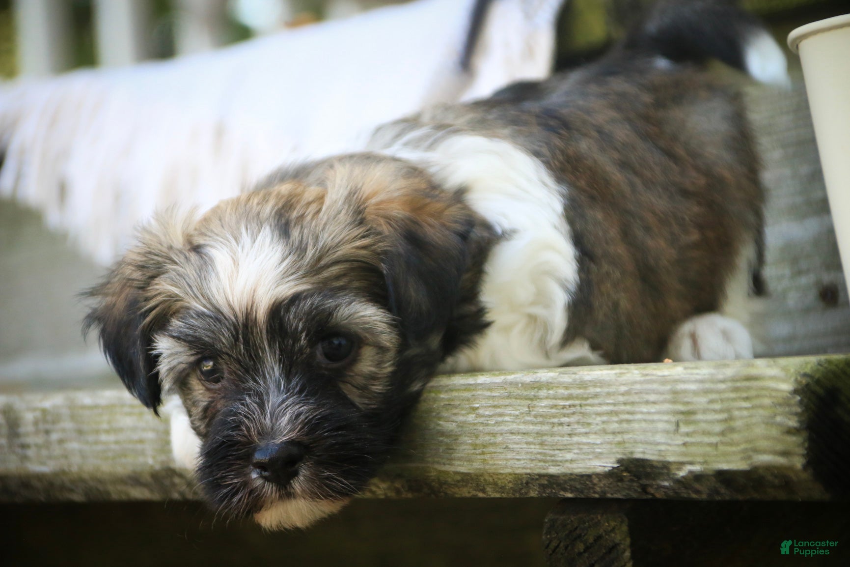 Havanese dogs Atlas Havanese  - Ad 2
