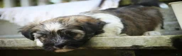 Havanese dogs for sale: Atlas Havanese  - Ad 14