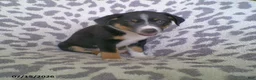 Miniature Australian Shepherd dogs for sale: Lexi - Ad 1