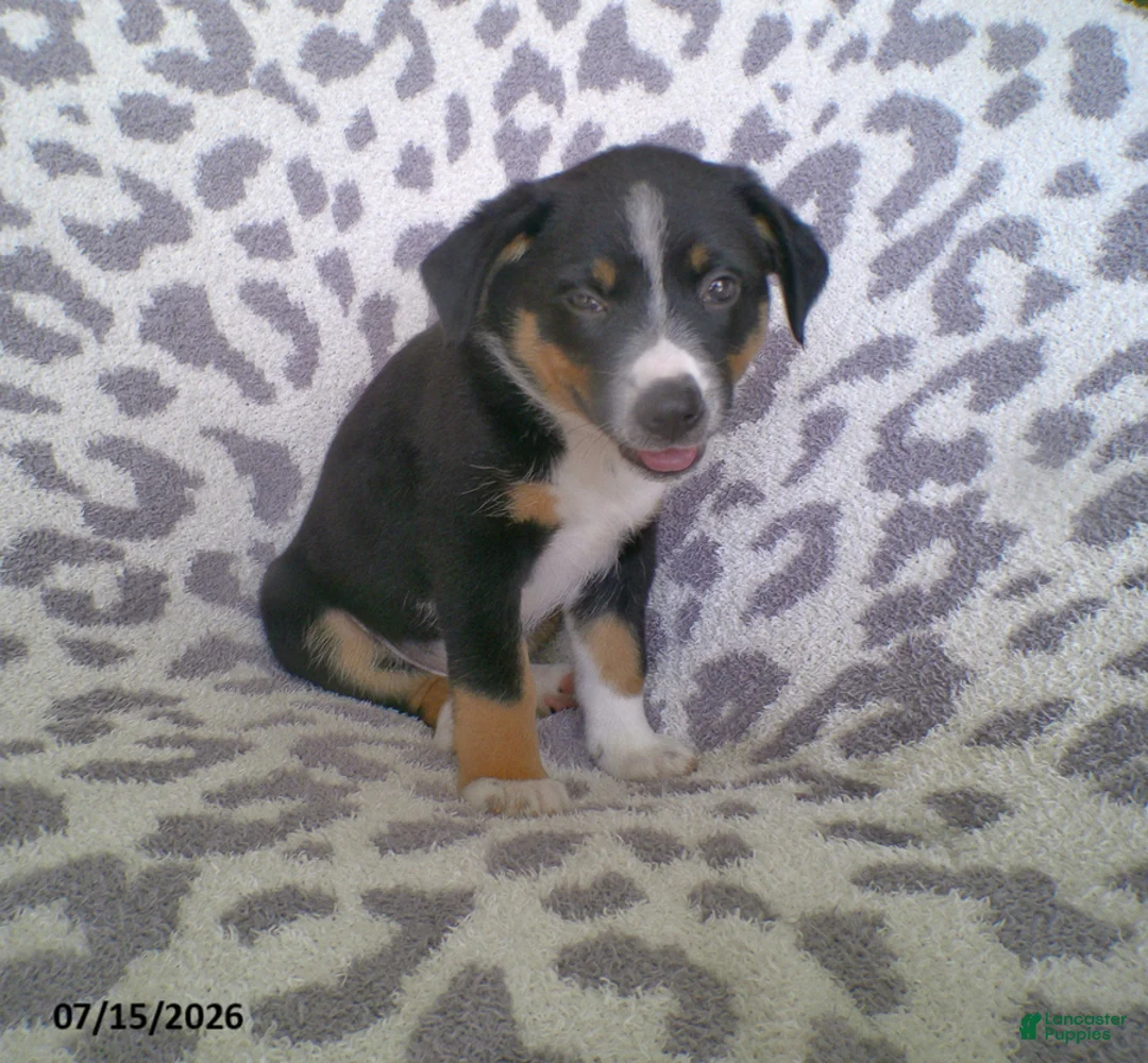 Miniature Australian Shepherd dogs for sale: Lexi - Ad 1