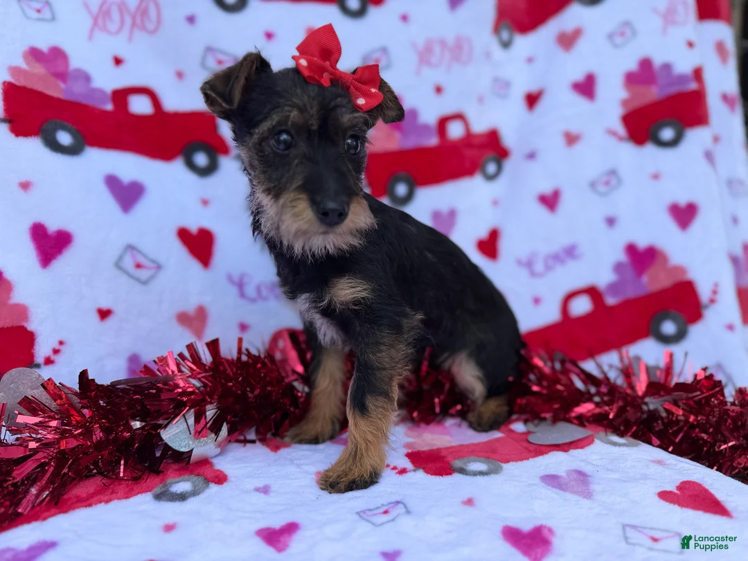 Miniature Schnauzer dogs for sale: Lulu - Ad 2