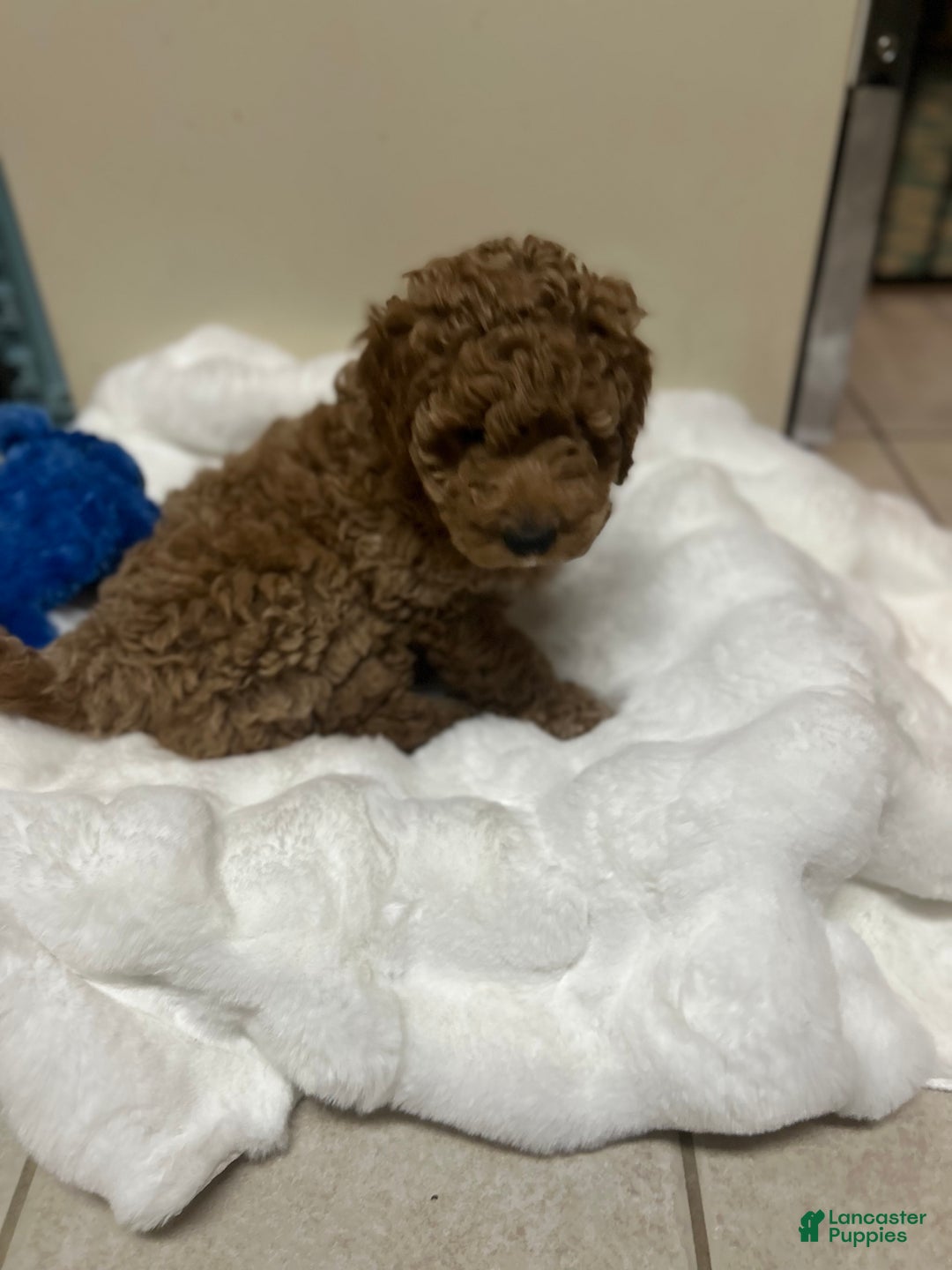 Mini Goldendoodle dogs for sale: Mini Goldendoodle Puppy Cream Puff - Ad 4