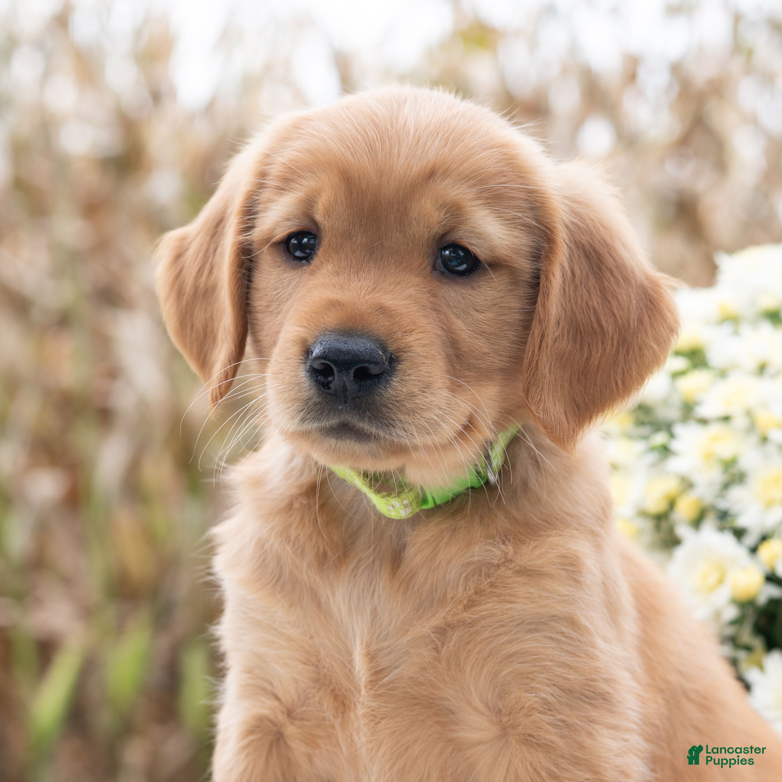 Golden Retriever dogs Greta  - Ad 1