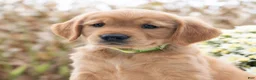 Golden Retriever dogs for sale: Greta  - Ad 1