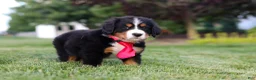 Bernese Mountain Dog dogs for sale: Prince - Ad 3
